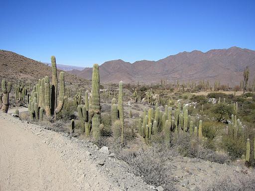 289_Camera.JPG - Cachi