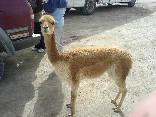 473_Phone.JPG - Altiplano