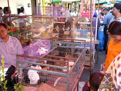 P10301961.JPG - kota kinabalu