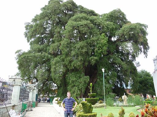 P1000200.JPG - El Arbol del Tule, Mexico
