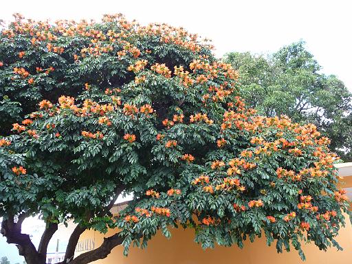 P1000205.JPG - Tule, Mexico