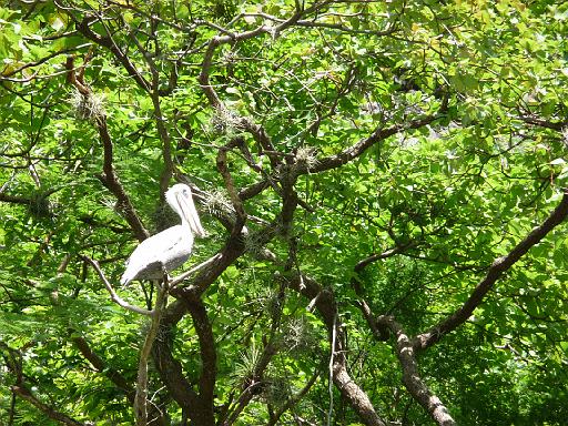 P1000352.JPG - Canyon de Sumidero, Mexico