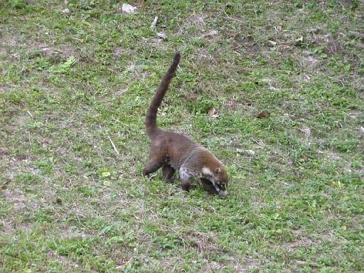 P1000472.JPG - Tikal, Guatemala