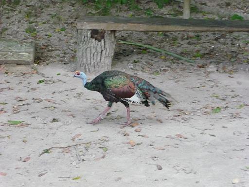 P1000475.JPG - Tikal, Guatemala