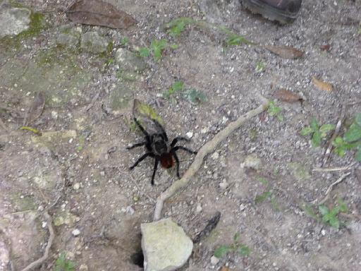 P1000532.JPG - Tikal, Guatemala