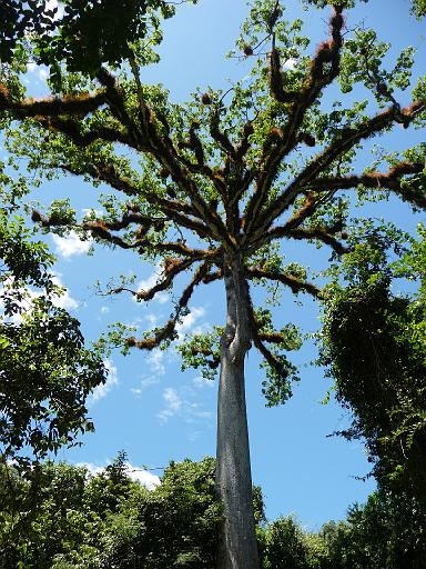 P1000554.JPG - Tikal, Guatemala