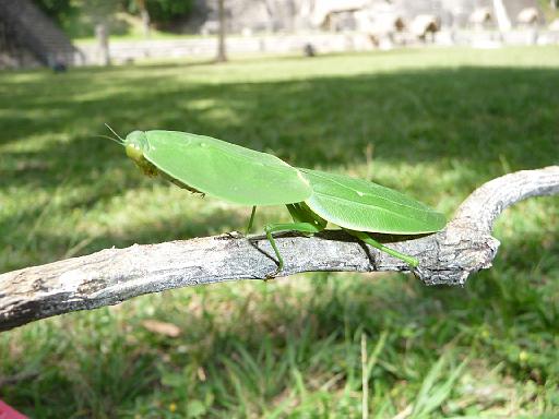 P1000561.JPG - Tikal, Guatemala