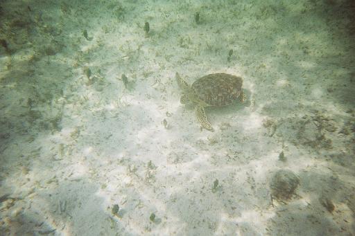 P1000589_1.JPG - Caye Caulker, Belize