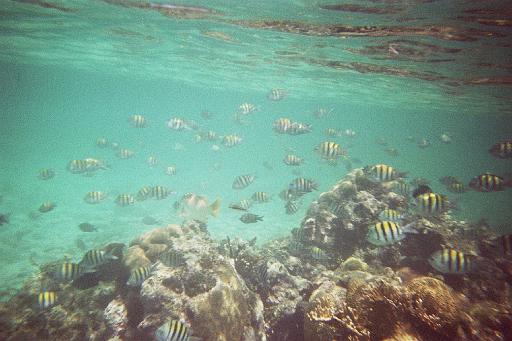 P1000589_2.JPG - Caye Caulker, Belize