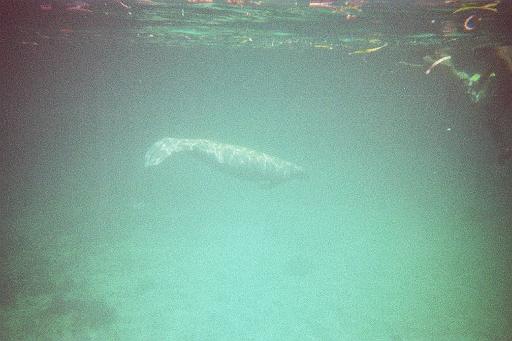 P1000589_4.JPG - Caye Caulker, Belize