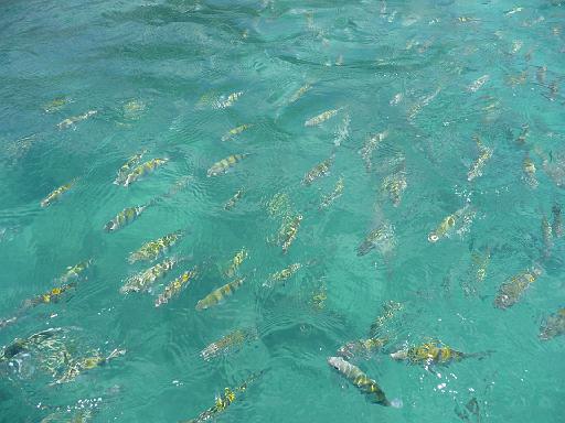 P1000601.JPG - Isla de las Mujeres, Mexico