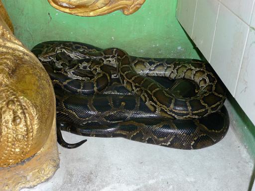 P1010919.JPG - Buddha-protecting python, Mandalay