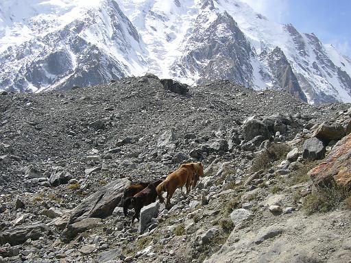 P1060670.JPG - fairy meadows