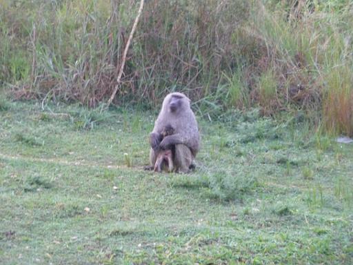 P1040815.JPG - Murchison Falls Safari