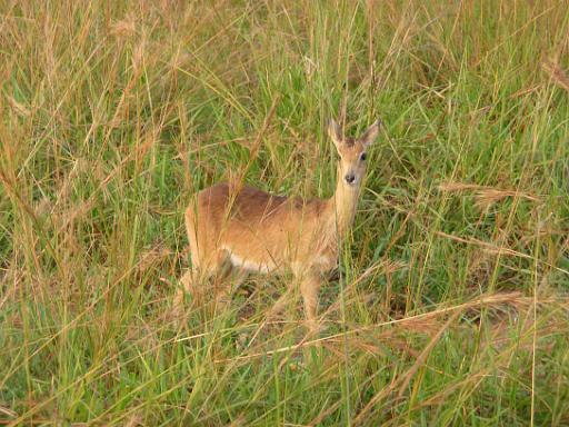 P1040827.JPG - Murchison Falls Safari
