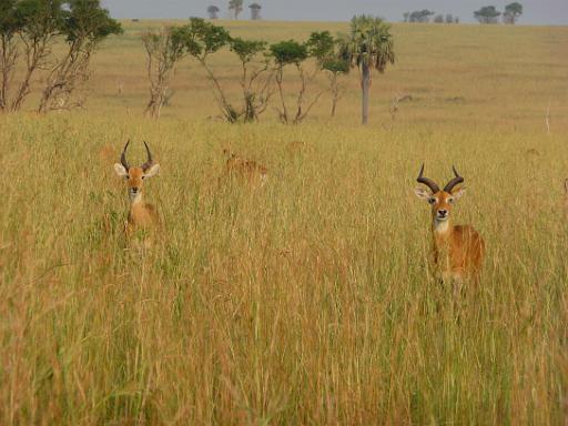 P1040845.JPG - Murchison Falls Safari