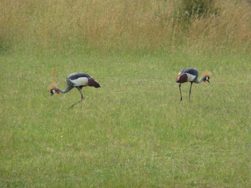 P1040859.JPG - Murchison Falls Safari