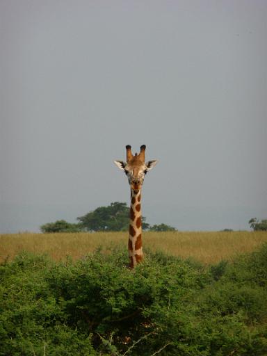 P1040865.JPG - Murchison Falls Safari