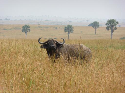 P1040884.JPG - Murchison Falls Safari