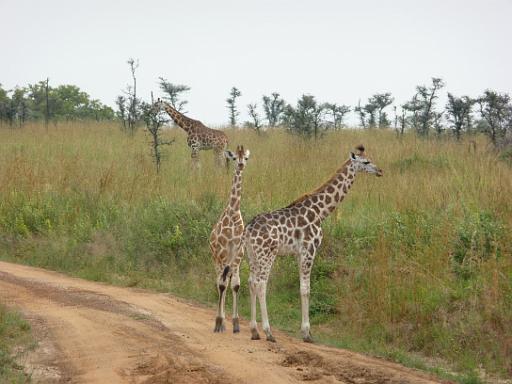 P1040889.JPG - Murchison Falls Safari