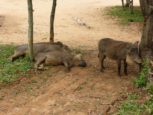 P1040895.JPG - Murchison Falls Safari