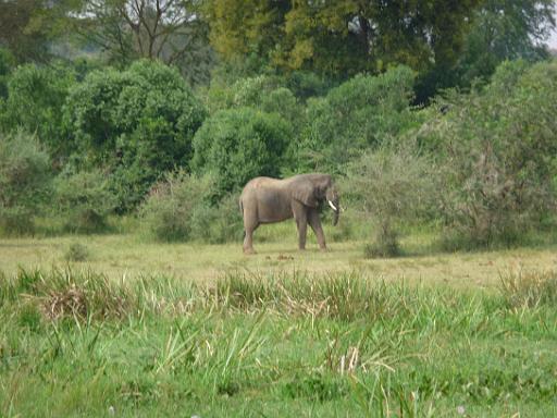 P1040906.JPG - Murchison Falls Safari