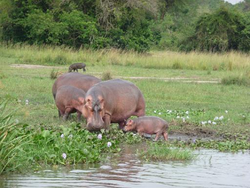 P1040910.JPG - Murchison Falls Safari