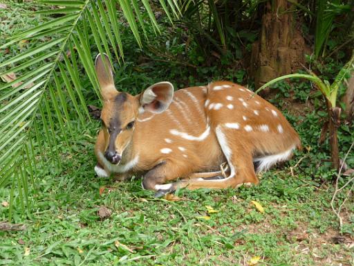 P1040935.JPG - Murchison Falls Safari