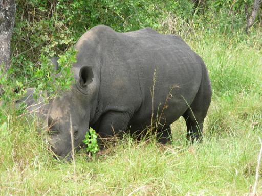 P1040942.JPG - Murchison Falls Safari