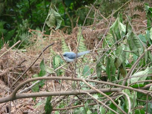 P1050085.JPG - Nkuringo Walking Safari