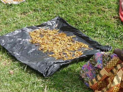 P1050089.JPG - Nkuringo Walking Safari