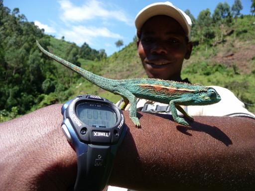P1050123.JPG - Nkuringo Walking Safari