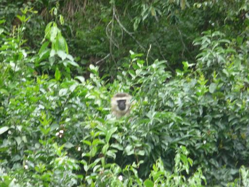 P1050169.JPG - Nkuringo Walking Safari