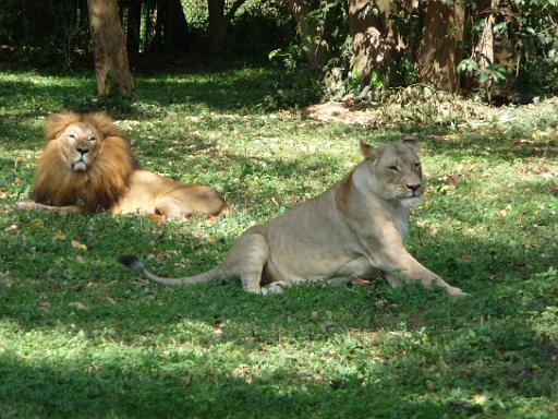 P1050332.JPG - Entebbe zoo