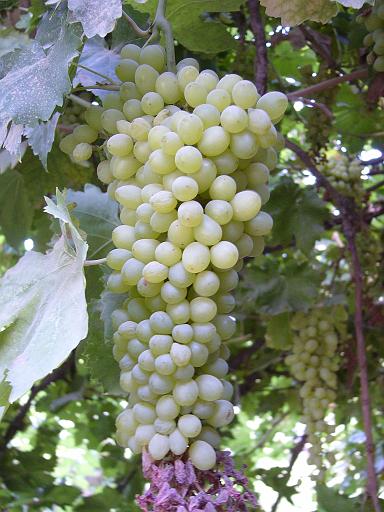 P1060091.JPG - turfan